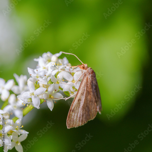 Moth on white flowers