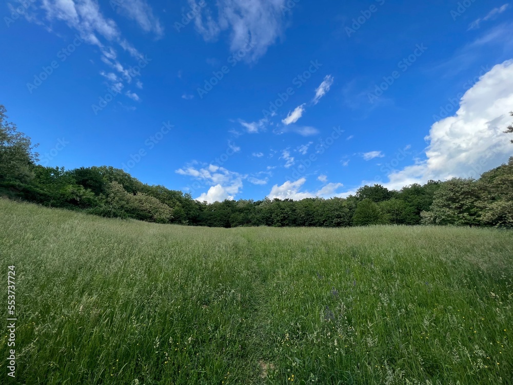 green field and blue sky