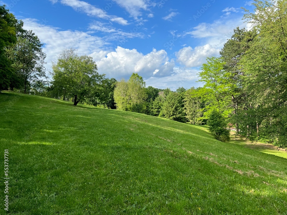 landscape with green grass and trees