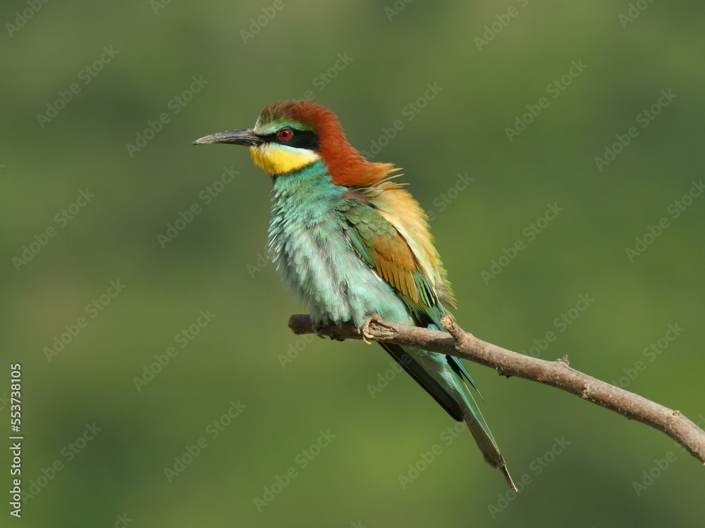 European bee-eater perched on a twig, close-up European bee-eater perched on a twig, close-up