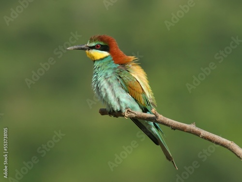 European bee-eater perched on a twig, close-up © Filev