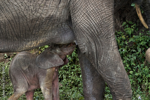 Beautiful close-up of a baby elephant suckling from its mother on the shore of the Kazinga channel in a nature reserve in Uganda © Vicente