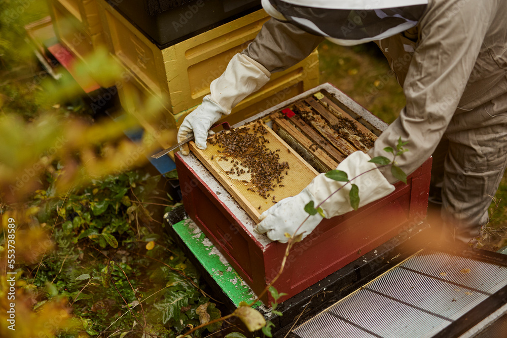 Bee-keeper during work