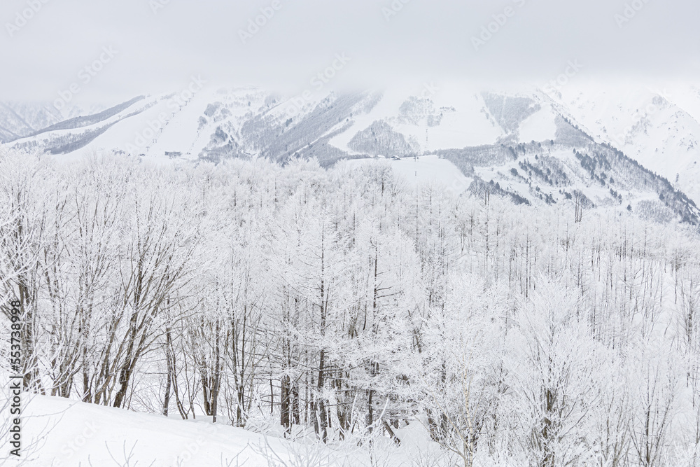 Obraz premium 冬の長野県白馬村の雪景色