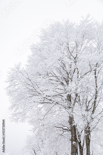 Wallpaper Mural 冬の長野県白馬村の雪景色 Torontodigital.ca