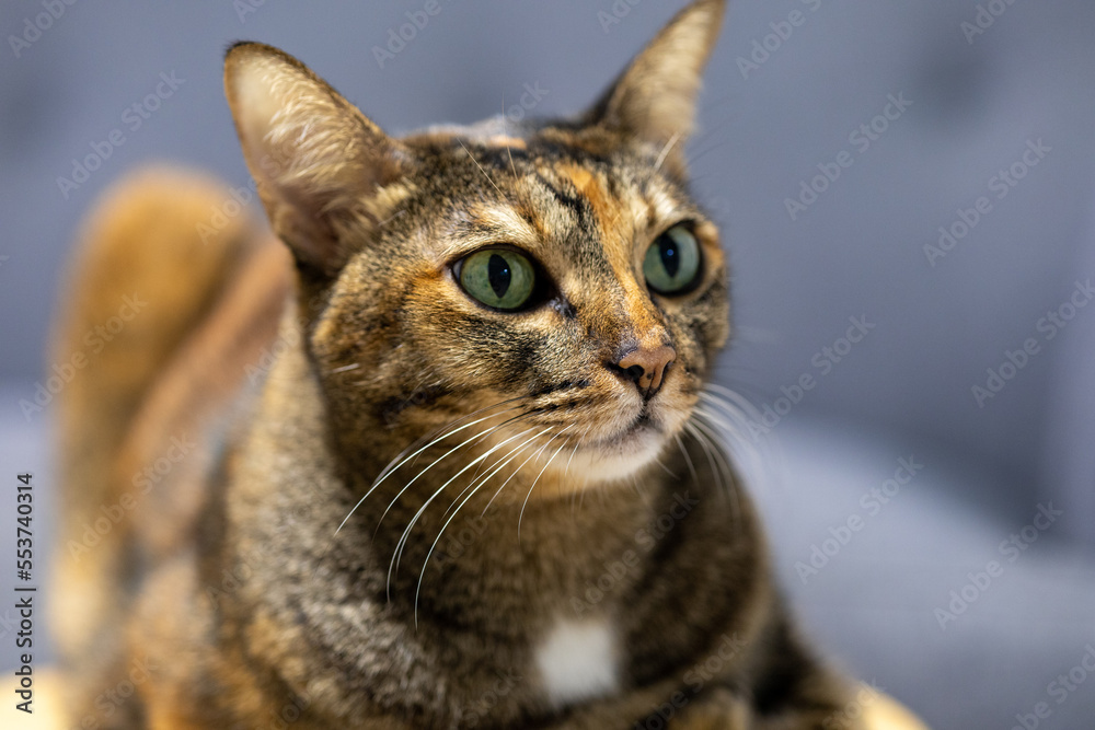 Straight on shot of a grey cat staring intently in another direction Straight on shot of a grey cat staring intently in another direction