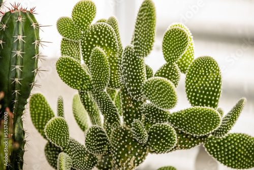 A leafy opuntia microdasys full of annoying little spikes photo