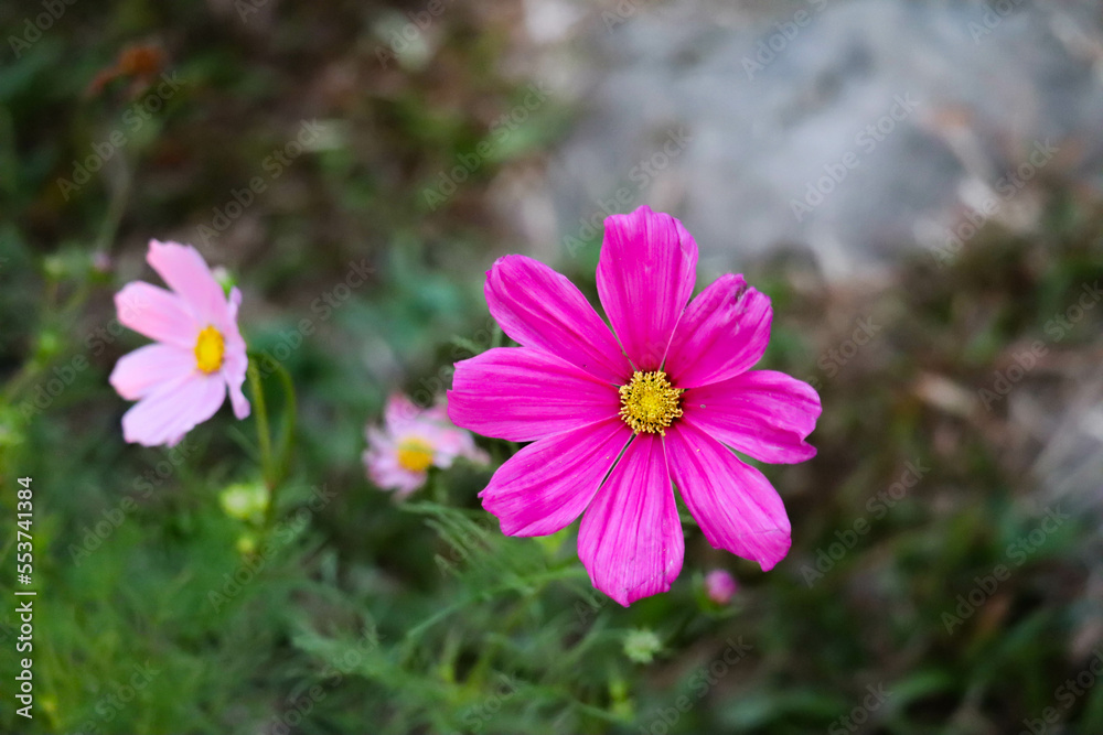 Beautiful pink and red flowers on green meadow field grass.