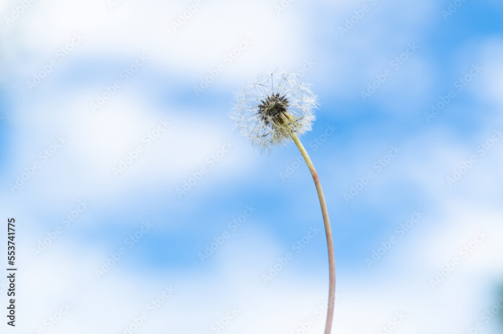 Dandelion under the blue sky Dandelion under the blue sky