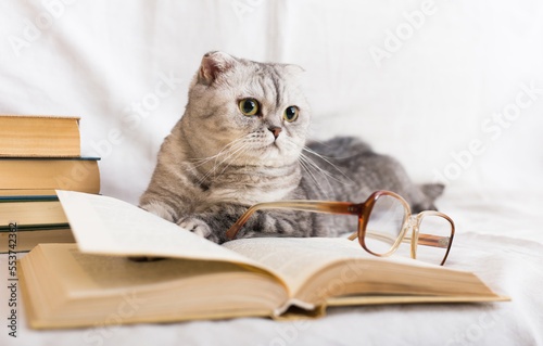 Wallpaper Mural Interested gray striped scottish fold cat sitting near open book and eyeglasses Torontodigital.ca