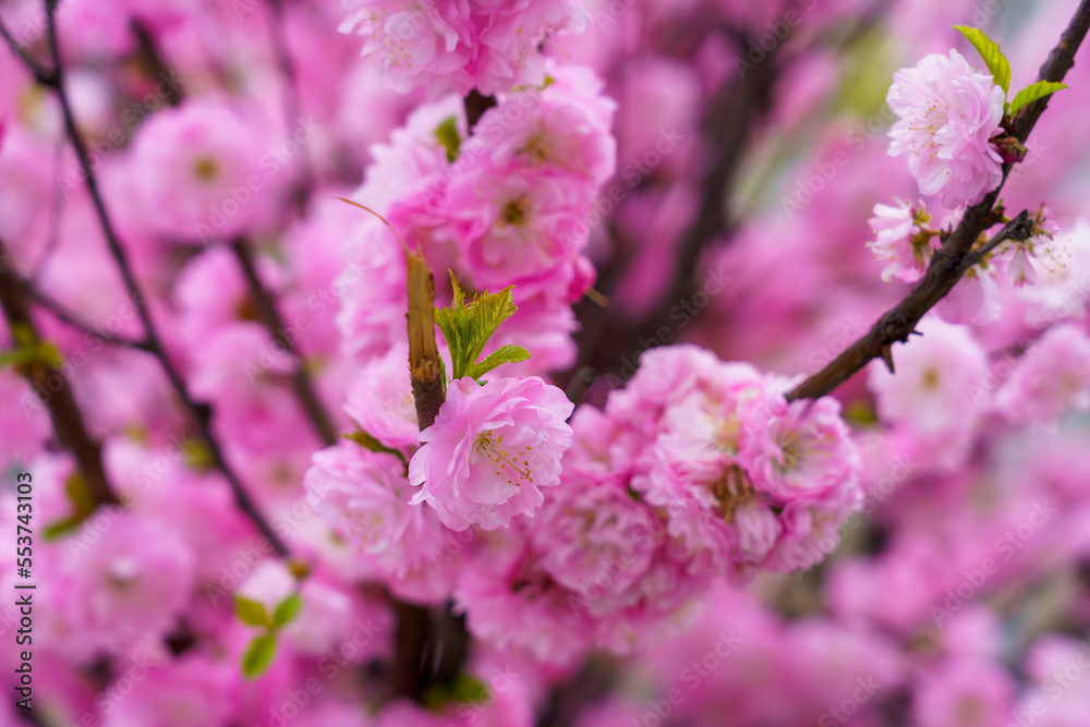 Blossoming sakura tree flower with selective focus on blurred background. Defocused backdrop copy space Blossoming sakura tree flower with selective focus on blurred background. Defocused backdrop copy space