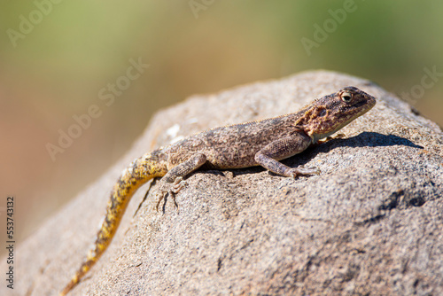 A common agama female lizard in Namibia.
