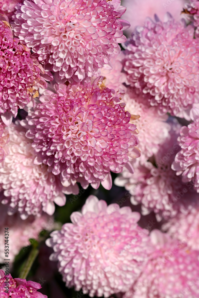 Full blooming pink gradation polypetal pom pom mum flowers. Close up macro photograph.