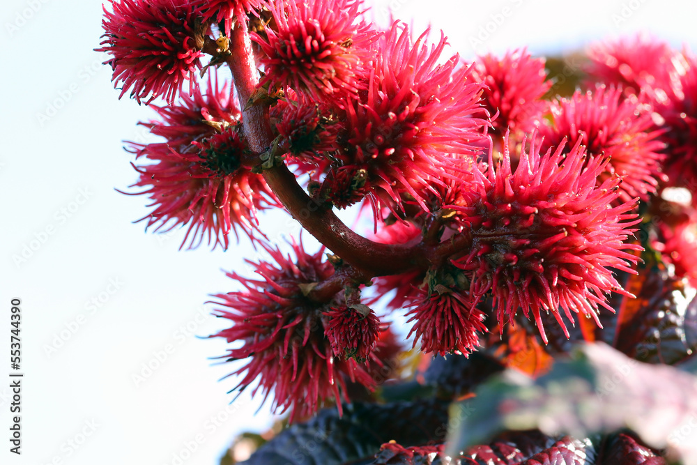 Bunch of red Castor bean fruit seed under the sky. Bunch of red Castor bean fruit seed under the sky.