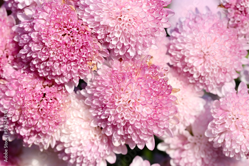 Full blooming pink gradation polypetal pom pom mum flowers. Close up macro photograph. photo