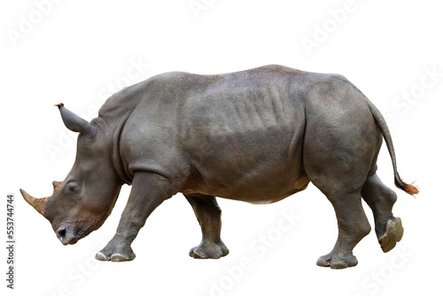 Formidable of rhinoceros isolated on transparent background.	