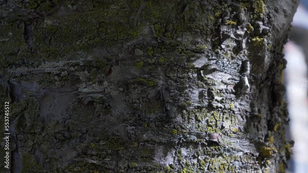 Sunbeams on ancient tree bark. Tilt 4K Sunbeams on ancient tree bark. Tilt 4K