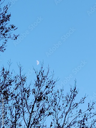 Moon in the blue sky surrounded by black silhouettes of trees. Surrounded by a small moon silhouette of tree branches against the blue sky.