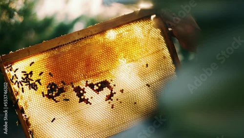 Beekeeper inspects frames with bees, works in apiary