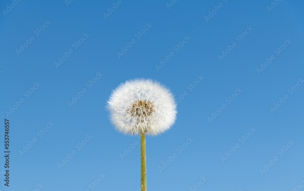 Naklejka premium Dandelion under the blue sky