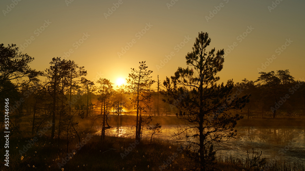 yellow bright sunrise dawn on the swamp. Reflections of trees in lakes. Sunset, warm light and fog. Viru swamps Estonia