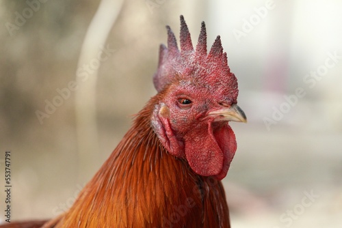 The diseased rooster has a swollen face and red eyes.