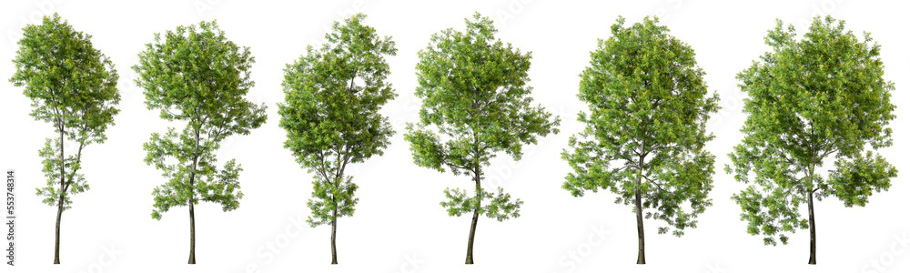 Nature trees shape cut out transparent backgrounds 3d rendering Nature trees shape cut out transparent backgrounds 3d rendering
