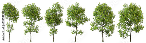 Nature trees shape cut out transparent backgrounds 3d rendering © Krit