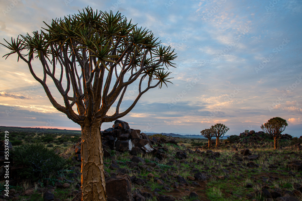 Namibia, with an ancient Quiver Tree in sunrise landscape. Namibia, with an ancient Quiver Tree in sunrise landscape.