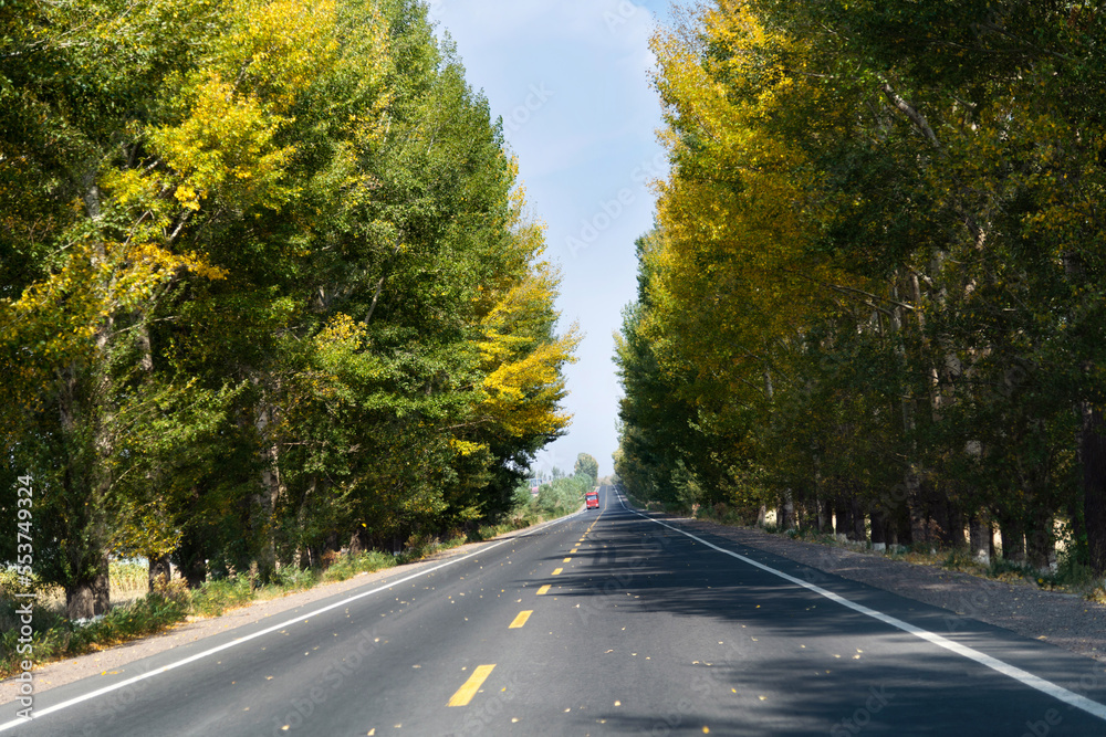 Straight road in summer and early autumn forest at sunset in China Straight road in summer and early autumn forest at sunset in China