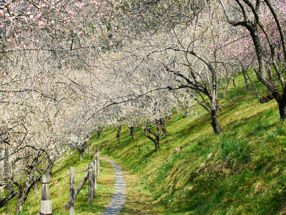 plum blossoms garden in full blooming plum blossoms garden in full blooming