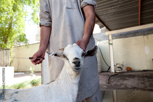 Sheep or goat before sacrifation on Eid al-Adhu - the Feast of the Sacrifice in Arab Emirates © 279photo