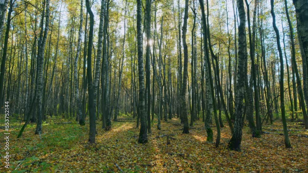 Gold autumn scenery in panorama format. Sunlight is shining through golden foliage in autumn forest. Timelapse. Gold autumn scenery in panorama format. Sunlight is shining through golden foliage in autumn forest. Timelapse.