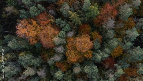 Herbst-Wald