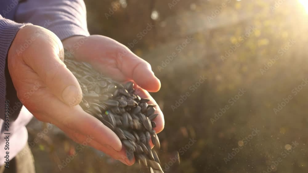 Sunflower seeds. Global food crisis. Shortages in cooking oils