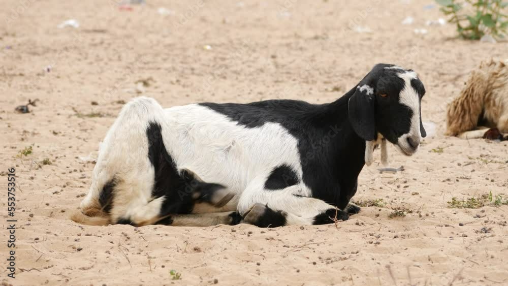Black and White coloured goat sitting on Sandy grass looking around Black and White coloured goat sitting on Sandy grass looking around