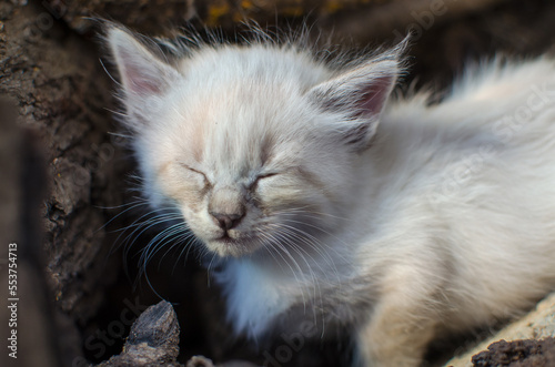 Portrait of an Adorable Kitten