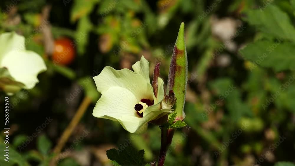 flower of okra plant in field,okra flower close-up, flower of okra plant in field,okra flower close-up,