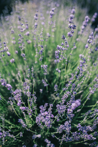 Wild lavender flowers in the rays of sunset. Beautiful nature with blooming medical lavender on a sunny day. Closeup summer background. selective focus