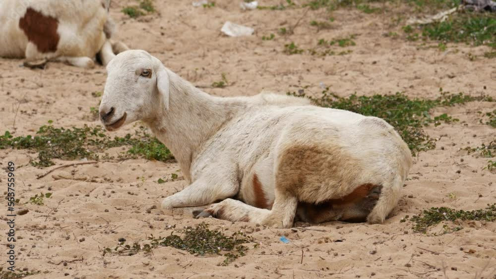 A white goat sitting on the ground with small grasses on it A white goat sitting on the ground with small grasses on it