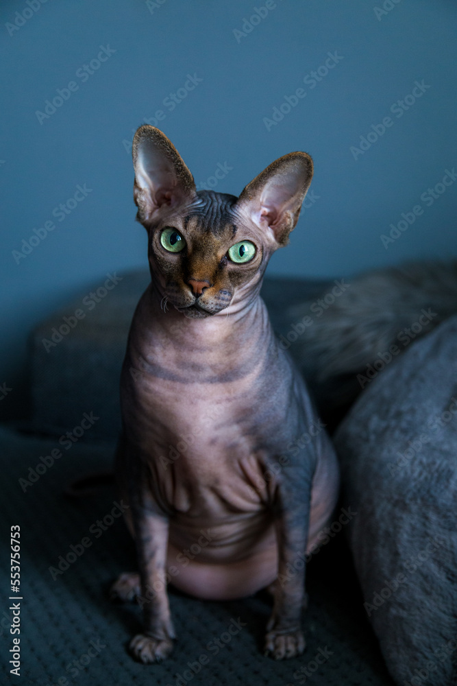 sphynx cat portrait on sofa