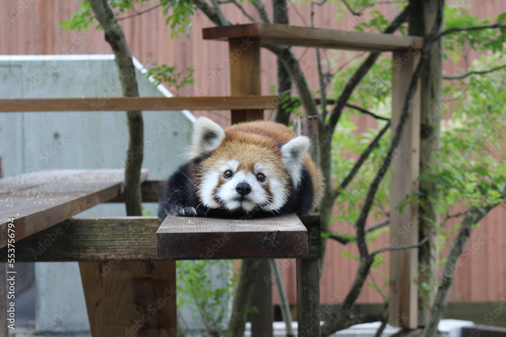 Fototapeta premium 到津の森公園、北九州、動物園