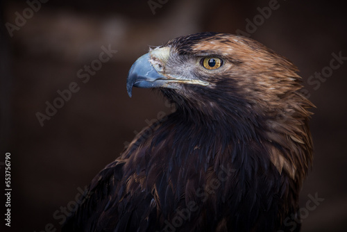 portrait of a royal eagle
