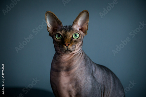 sphynx cat portrait on sofa © jurra8