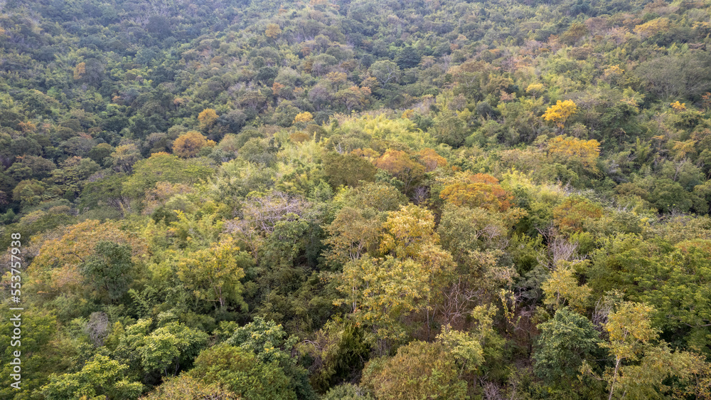 autumn forest in the mountains autumn forest in the mountains