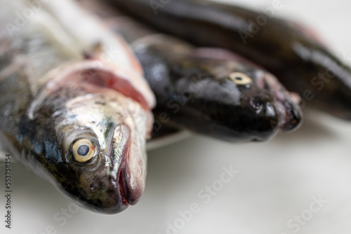 Fresh trout on the plate ready for preparing