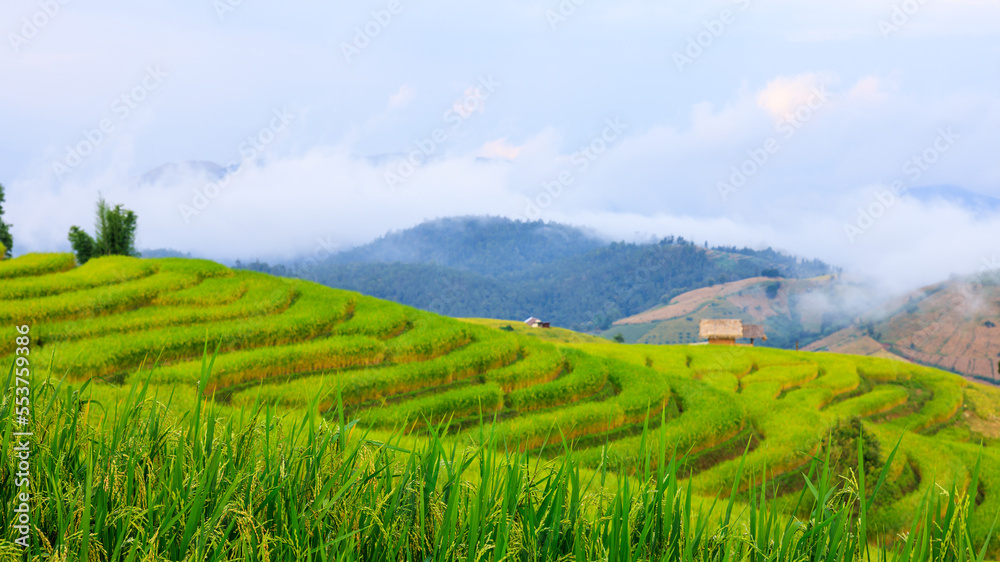 Fototapeta premium Close-up aers of rice seeds in ear of paddy. at rice terraces Pa Bong Piang, Chaing Mai North of Thailand