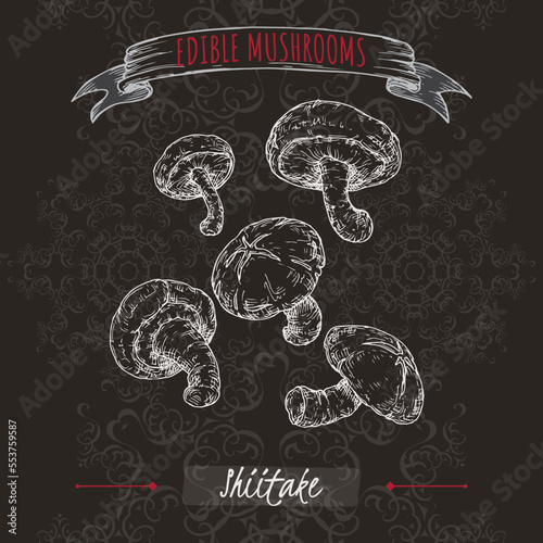 Lentinula edodes aka shiitake sketch on black background. Edible mushrooms series.
