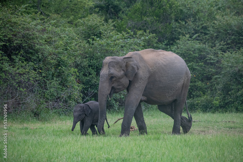 Fototapeta premium Elephants