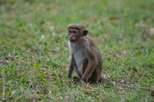 Monkey
